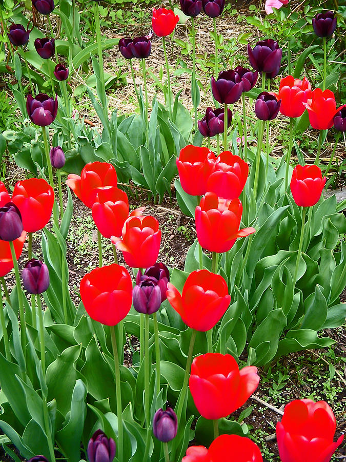 Red and Purple Tulips Photograph by Aimee L Maher ALM GALLERY