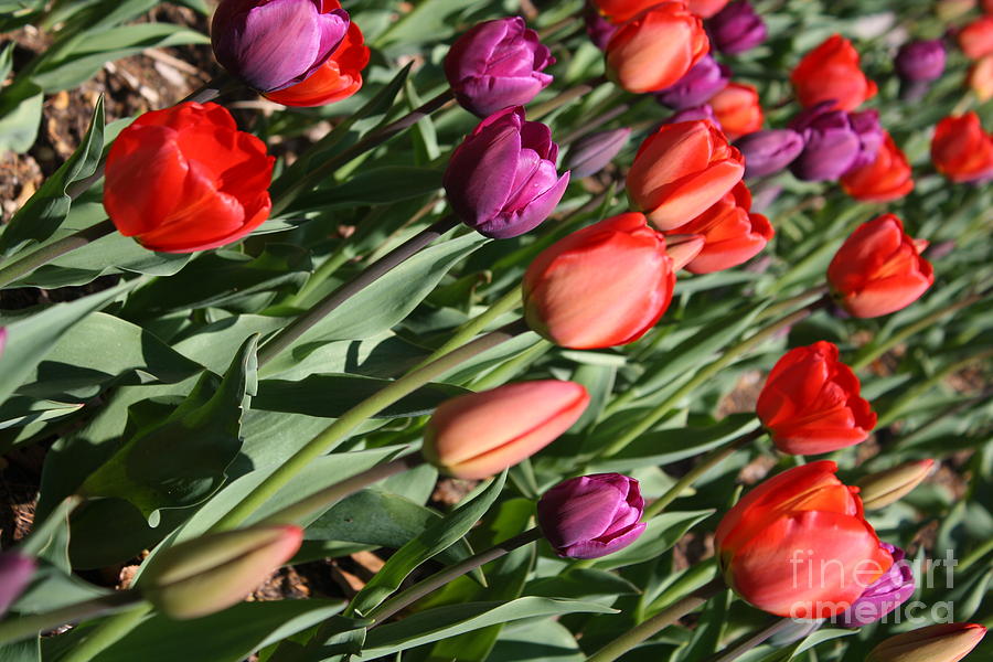 Red And Purple Tulips Photograph By Dora Sofia Caputo Pixels 6243