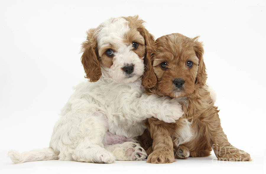 Red And Red-and-white Cavapoo Puppies Photograph by Mark Taylor