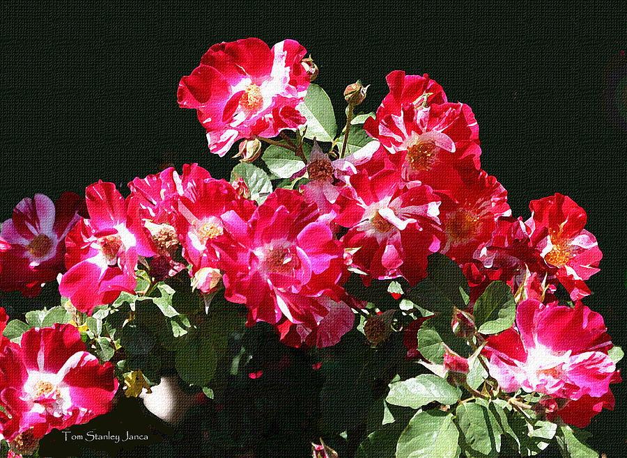 Red And Whit Roses Photograph by Tom Janca