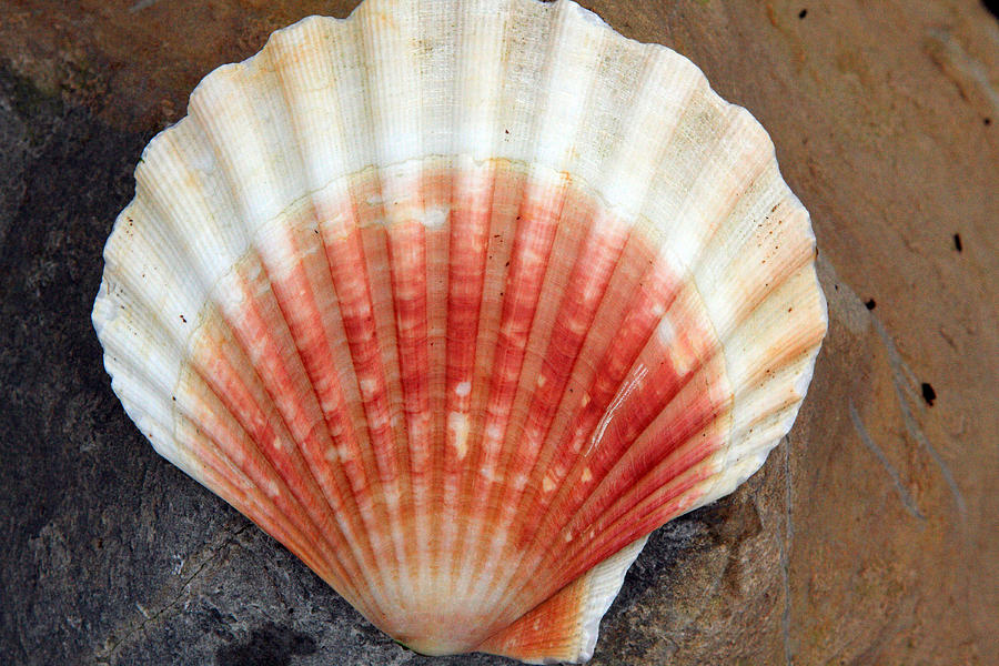 Red And White Seashell Photograph by Aidan Moran