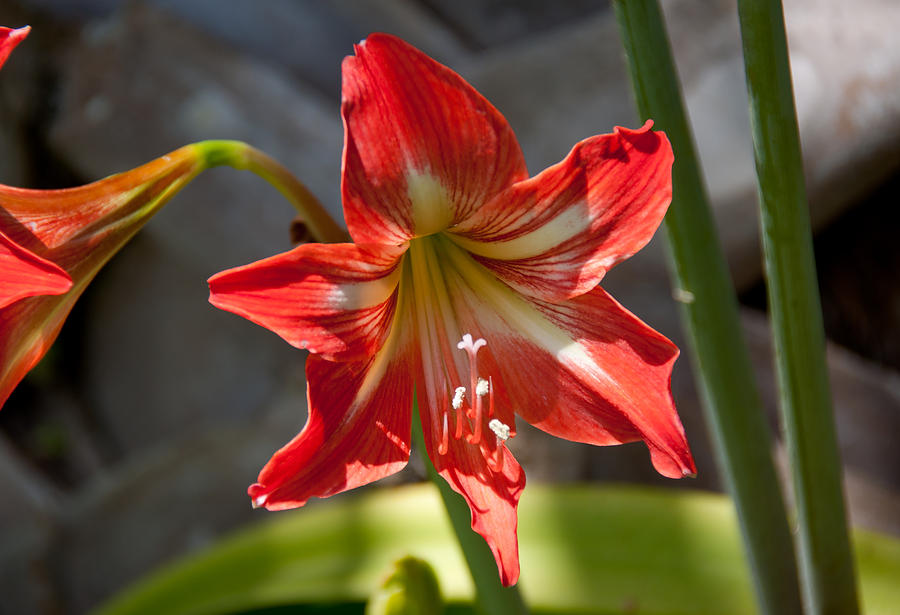 Red and White Amaryllis Photograph by John Black