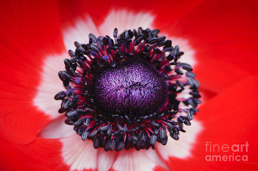 Nature Photograph - Red and White anemone flower by Oscar Gutierrez
