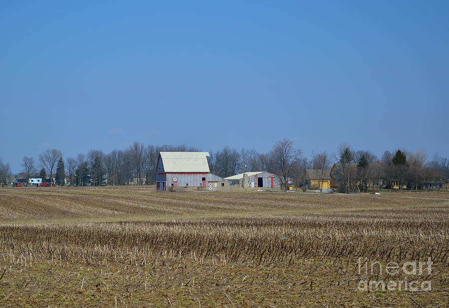 Red and White Barns Photograph by Alys Caviness-Gober