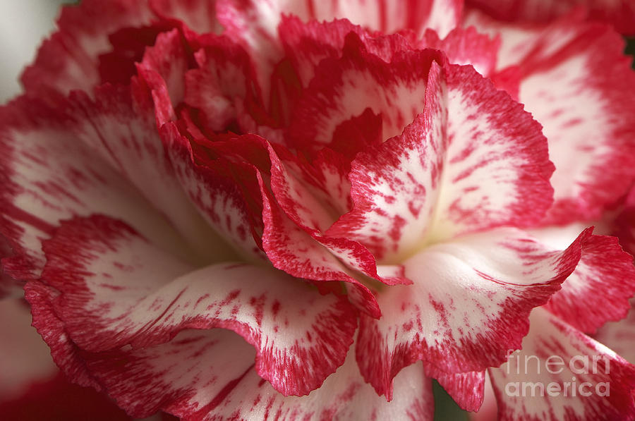 Red and White Carnation Photograph by Sharon Talson