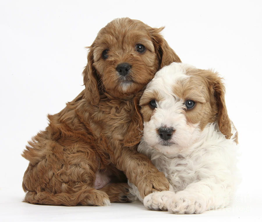 Red-and-white Cavapoo Puppies Photograph by Mark Taylor -