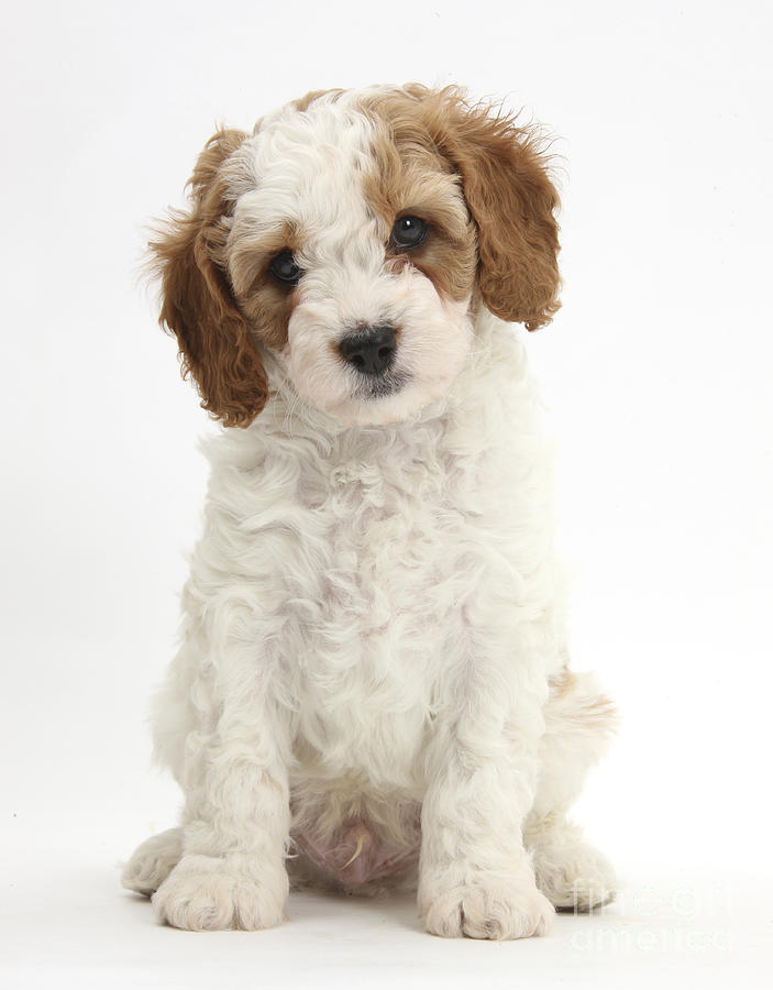 Red-and-white Cavapoo Puppy Photograph by Mark Taylor