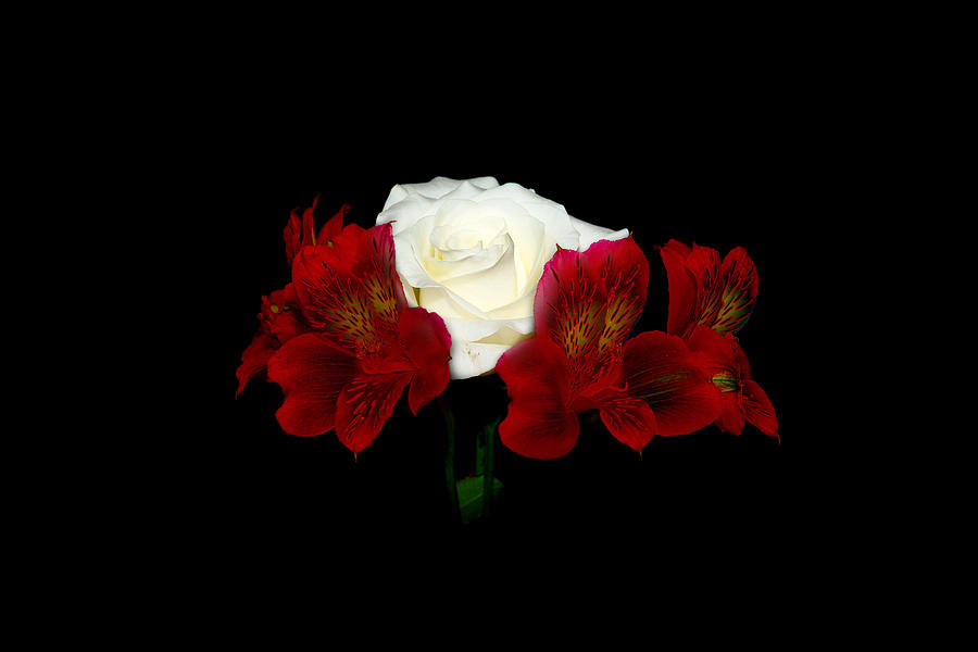 Flower Photograph - Red and White by Cecil Fuselier