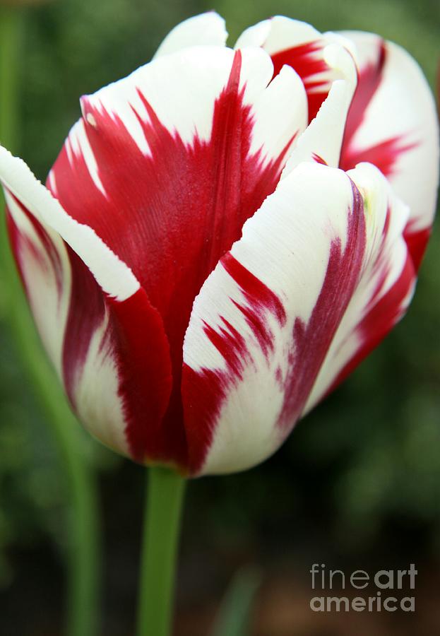 Red And White Photograph by Christiane Schulze Art And Photography