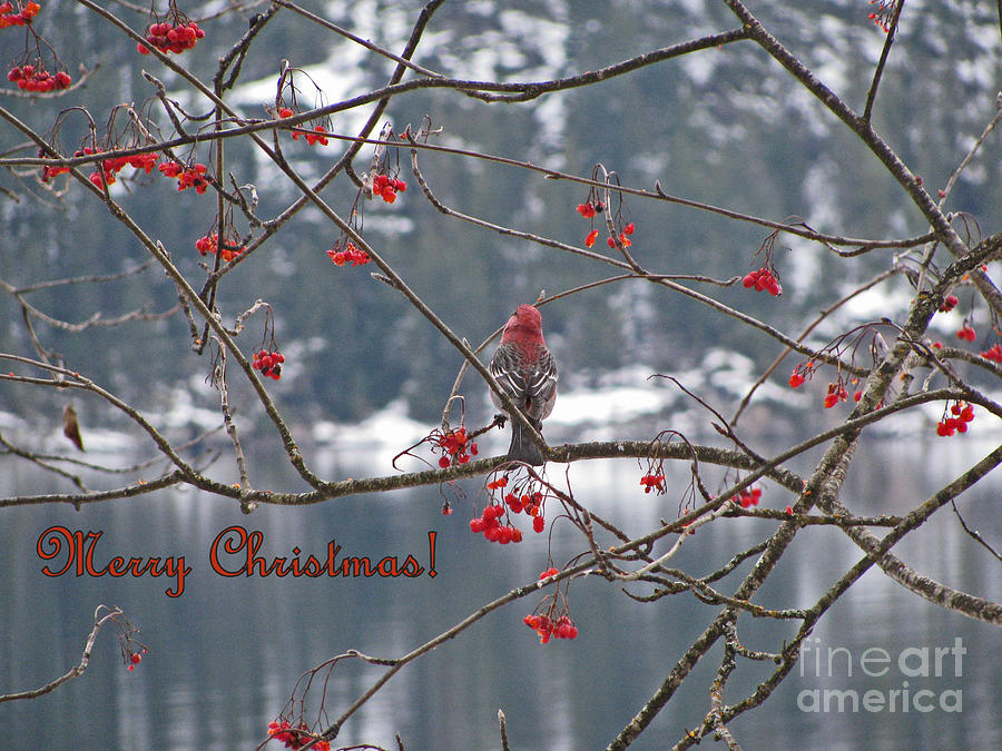 Red and White Christmas Photograph by Leone Lund