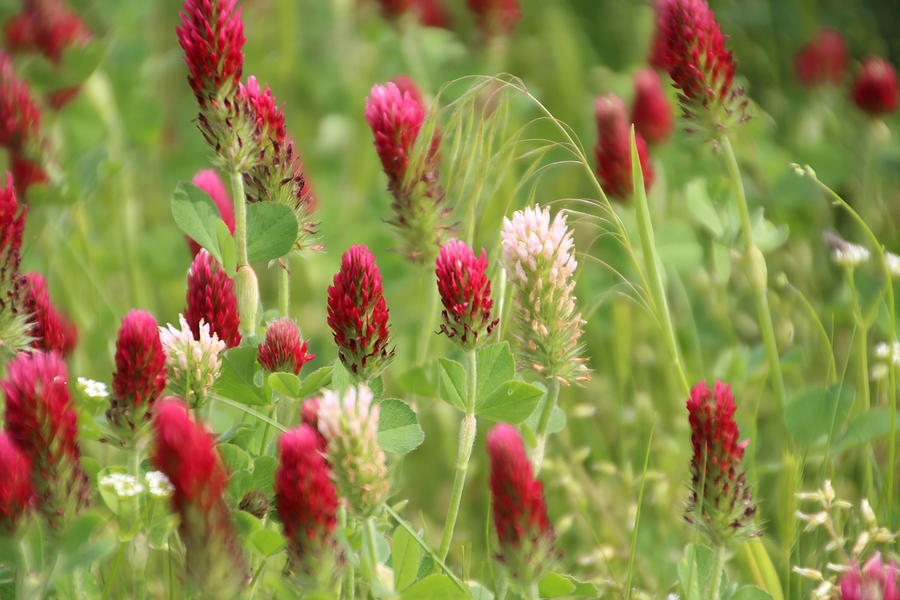 Clover Photograph - Red And White Clover by Carolyn Fletcher