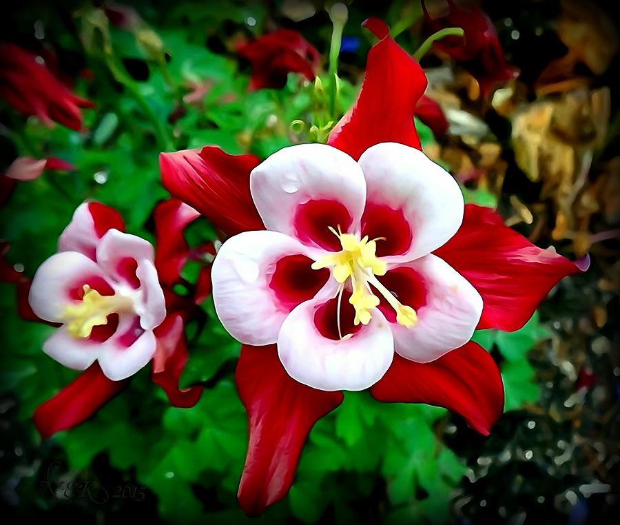 Flowers Still Life Photograph - Red and White Columbine  by Nick Kloepping