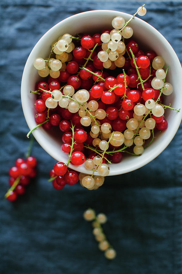 Red And White Currant Photograph by Ingwervanille
