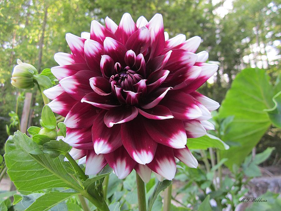 Red and White Dahlia Photograph by MTBobbins Photography