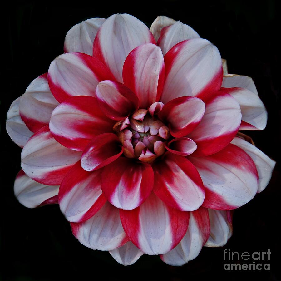 Red and White Dahlia Photograph by Patricia Strand