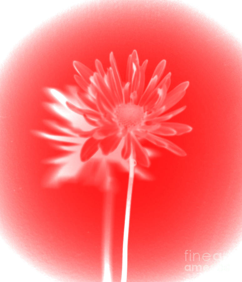 Flower Photograph - Red and White Flower Digital Painting by Minding My  Visions by Adri and Ray
