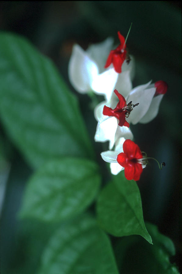 Red and White Flower Photograph by Harold E McCray
