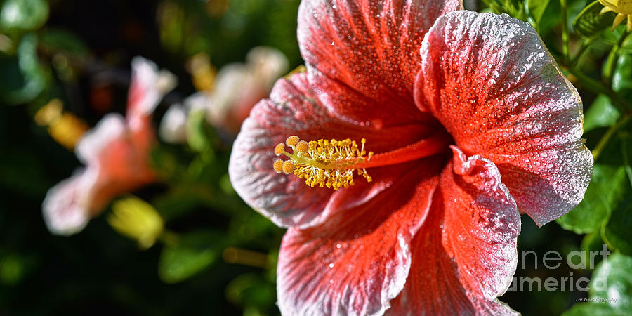 Red and White Hibiscus After the Rain Photograph by Aloha Art