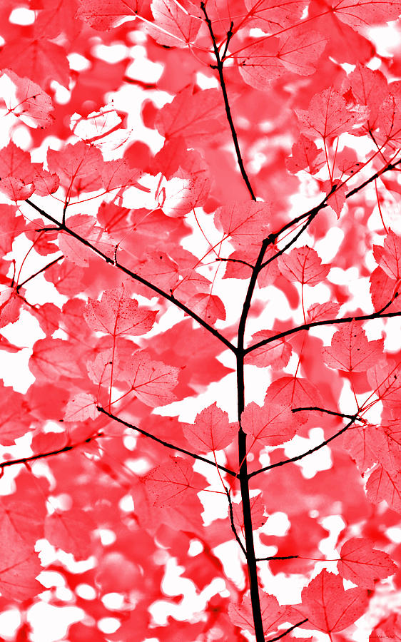 Red and White Leaves Melody  Photograph by Jennie Marie Schell