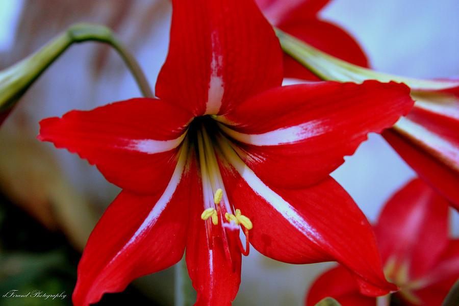 Red and White Lilly Photograph by Debra Forand