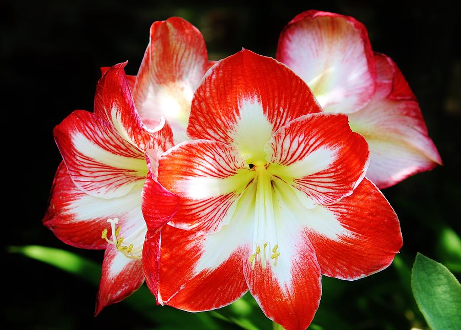 Lily Photograph - Red And White Amaryllis by Cynthia Guinn