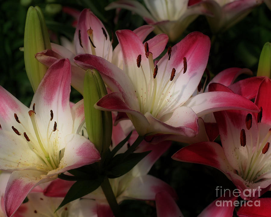 Red And White Lily Flowers Photograph by Smilin Eyes Treasures