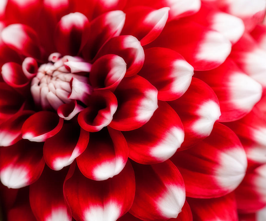 Red And White Photograph by Mark Alder