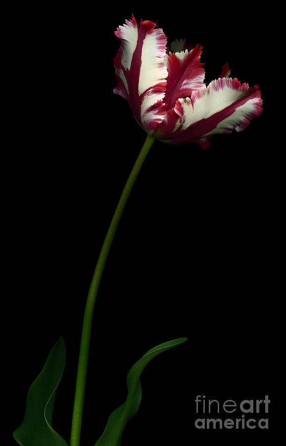 Red and White Parrot Tulip Photograph by Oscar Gutierrez
