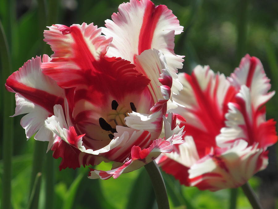 Red And White Parrot Tulips Photograph by Alfred Ng