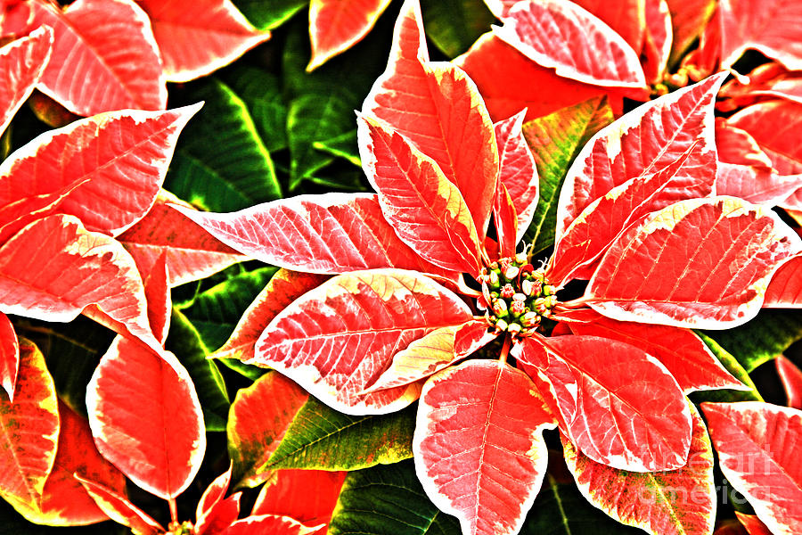 Red And White Poinsettias Photograph