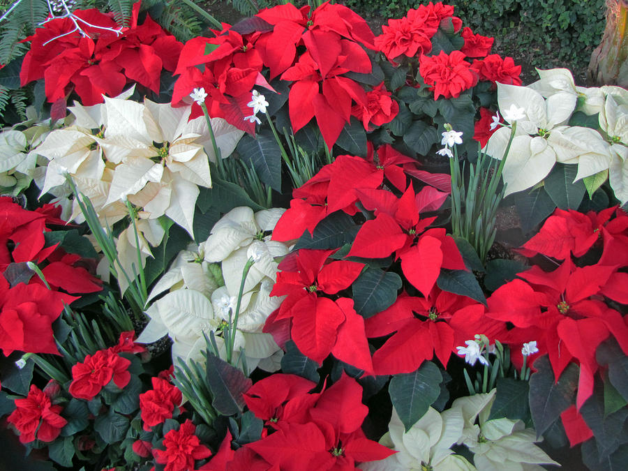 Red and White Poinsettias Photograph by Tikvahs Hope