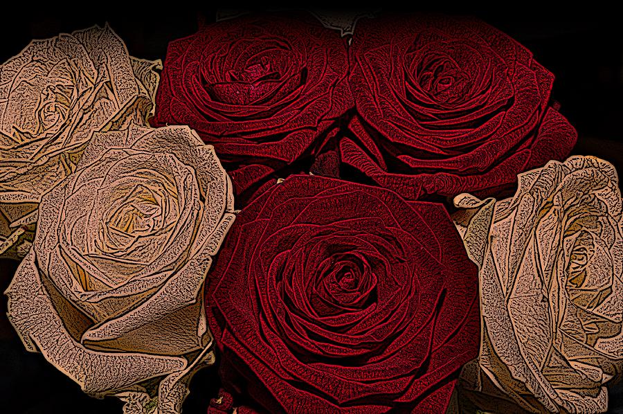 Red and White Roses Color Engraved Photograph by David Dehner