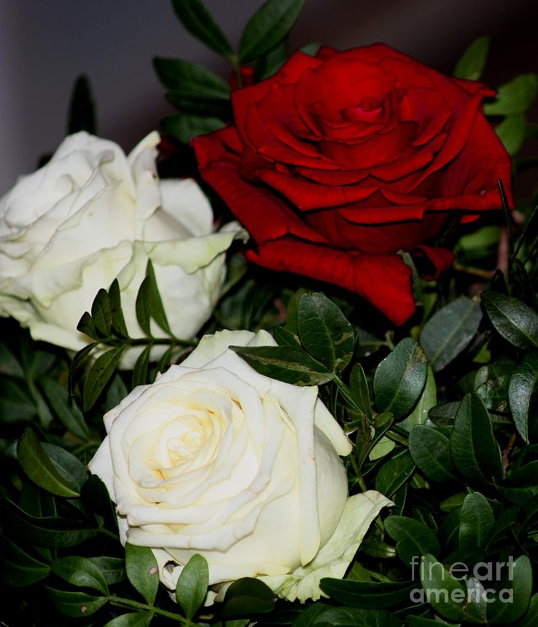 Red and white roses Photograph by Susanne Baumann