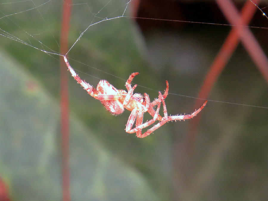 Red And White Spider Making Its Web Photograph