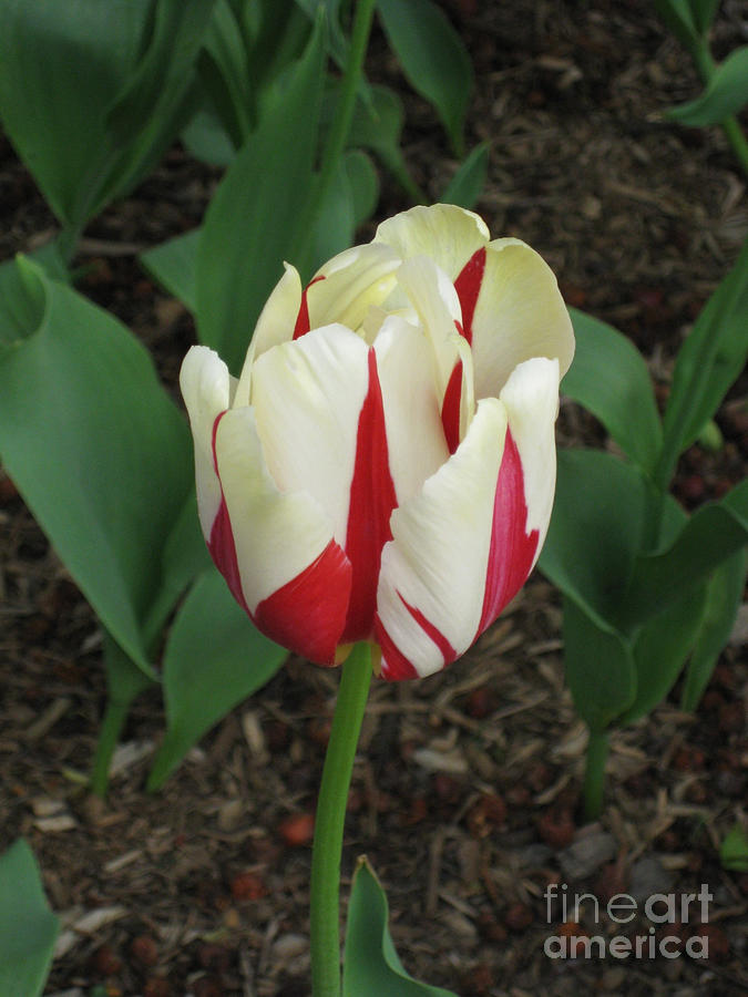 Red and White Tulip Photograph by Anne Nordhaus-Bike