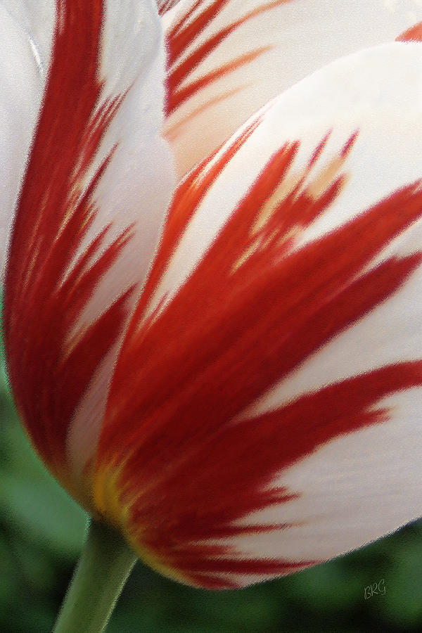 Red And White Tulip Photograph
