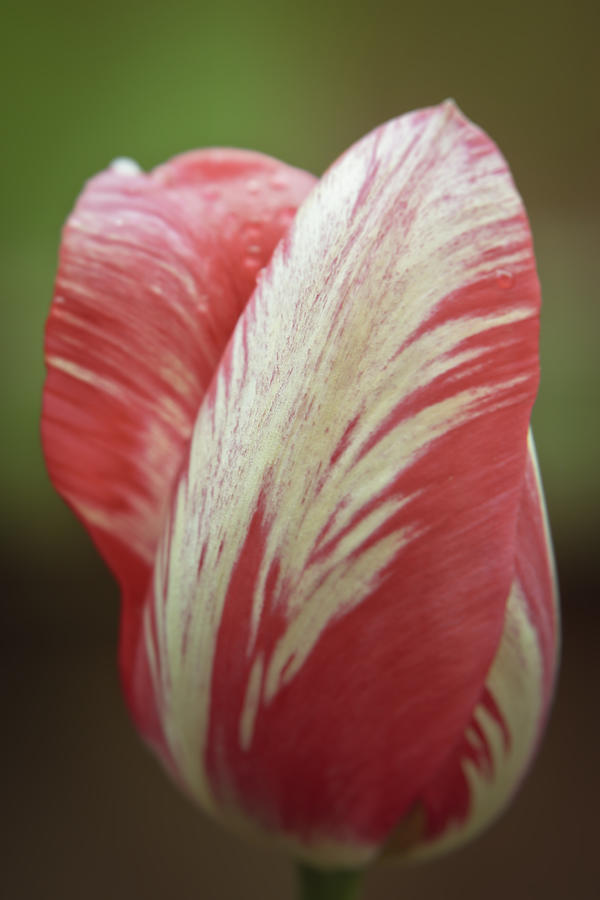 Red and white tulip bud close-up Photograph by Vlad Baciu