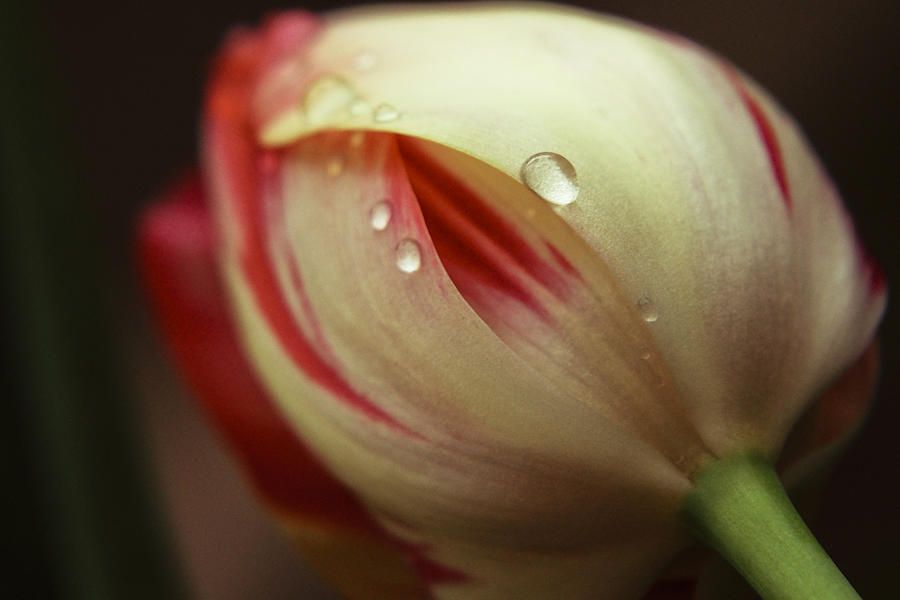 Red and white tulip bud close-up with water drops Photograph by Vlad Baciu