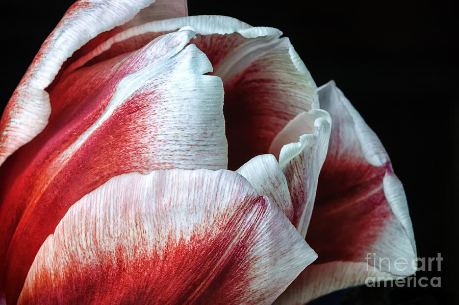 Spring Photograph - Red And White Tulip Closeup by Madonna Martin
