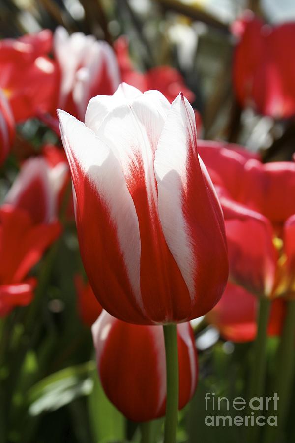 Red and white tulip Photograph by Jim Gillen