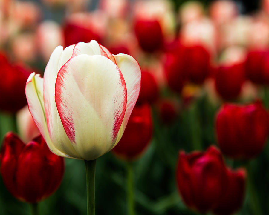 Red and White Tulip Photograph by Levin Rodriguez