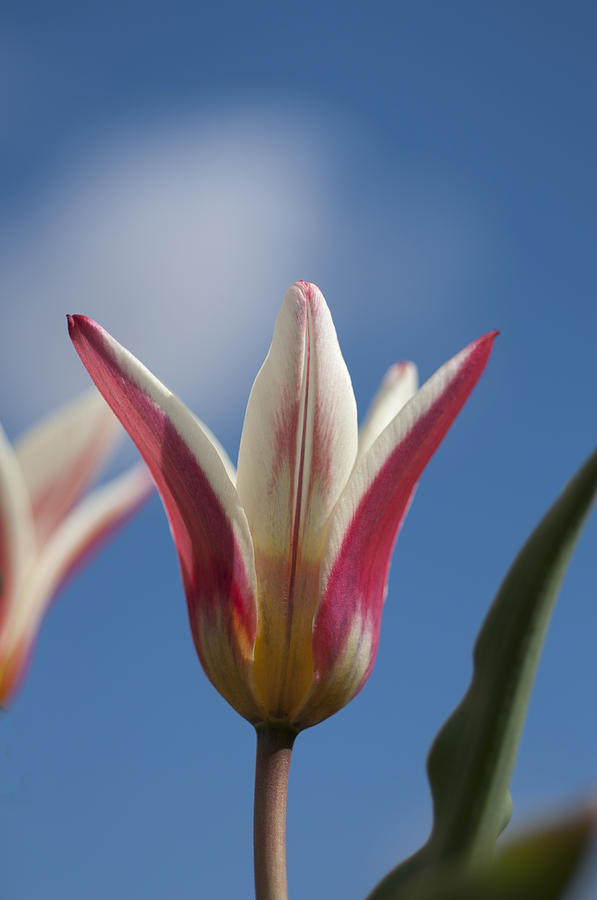 Red and White Tulip Photograph by Steve Purnell
