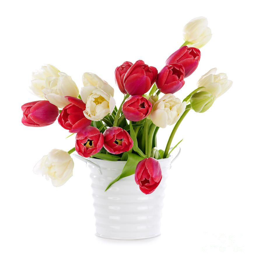 Tulip Photograph - Red and white tulips bouquet by Elena Elisseeva