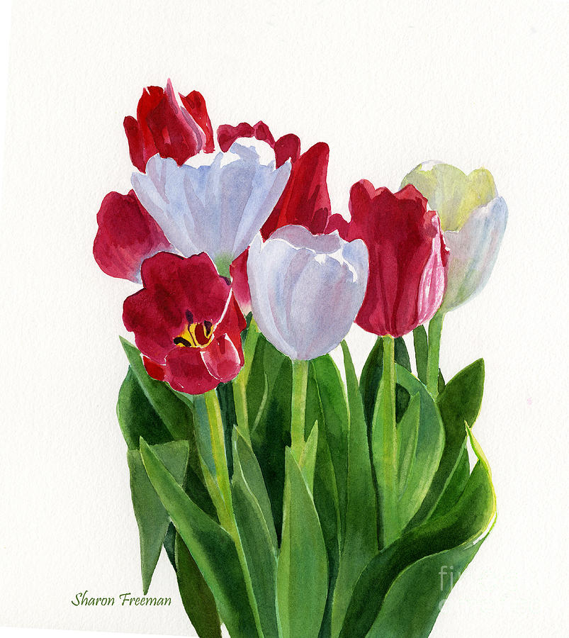 Tulip Painting - Red and White Tulips by Sharon Freeman