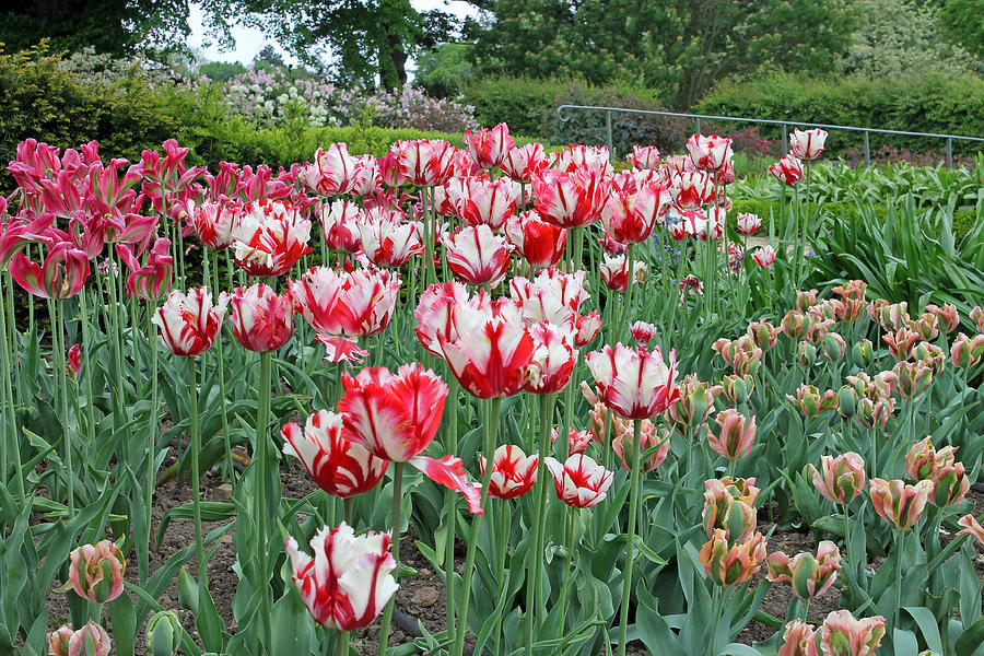 Red and White Tulips Photograph by Tony Murtagh