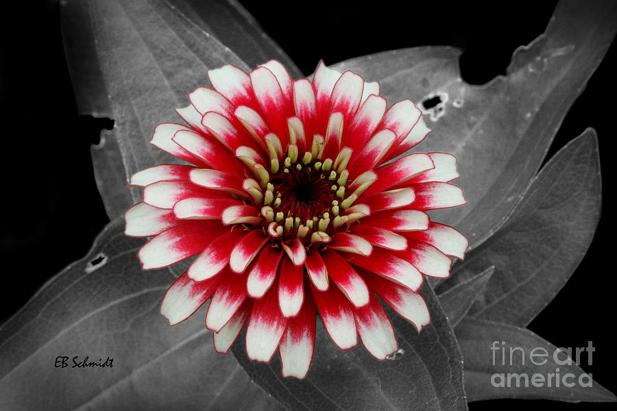 Red and White Zinnia Photograph by E B Schmidt