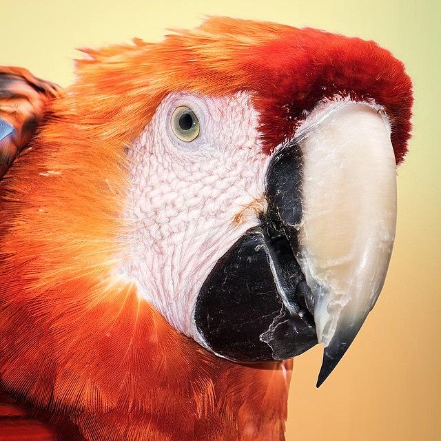 Macaw Photograph - Red And Yellow #animalsbydl by David Lopez