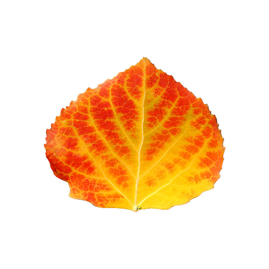 Red and Yellow Aspen Leaf 1 - Print Version Digital Art by Agustin Goba