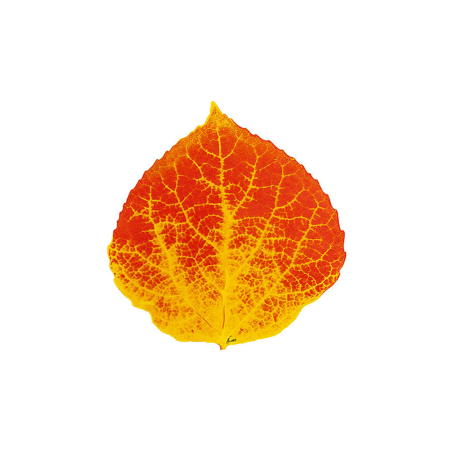 Red and Yellow Aspen Leaf 2 Digital Art by Agustin Goba
