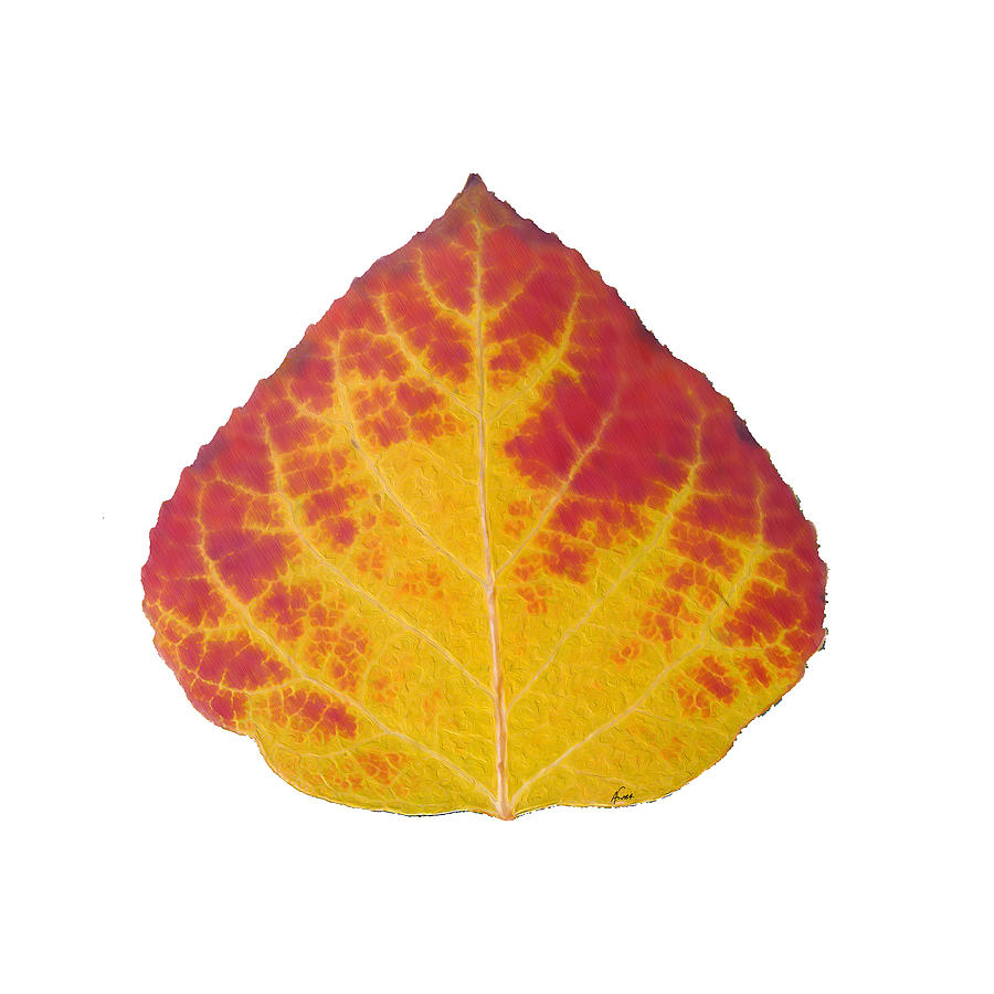 Aspen Leaf Digital Art - Red and Yellow Aspen Leaf 4 by Agustin Goba